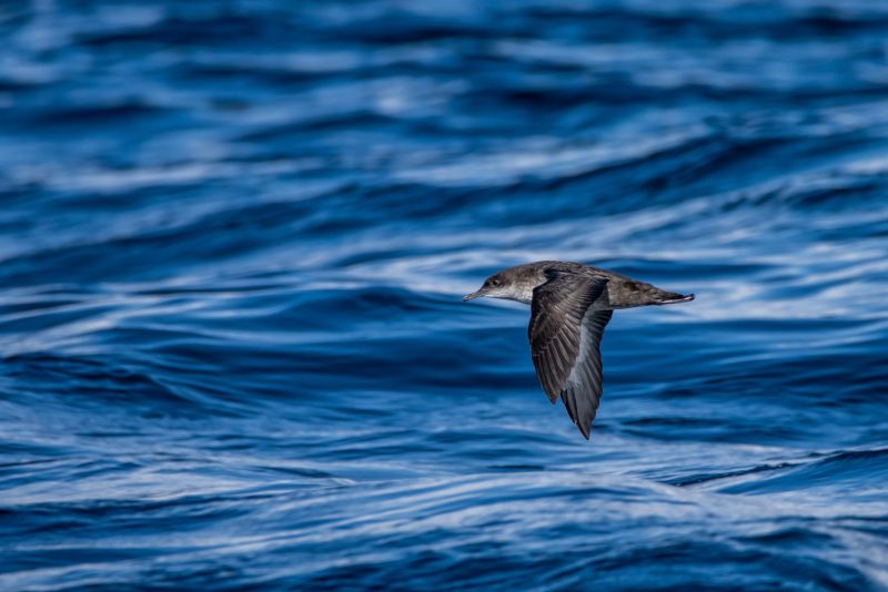 Puffin des Baléares au large de l&rsquo;île d&rsquo;Hoëdic